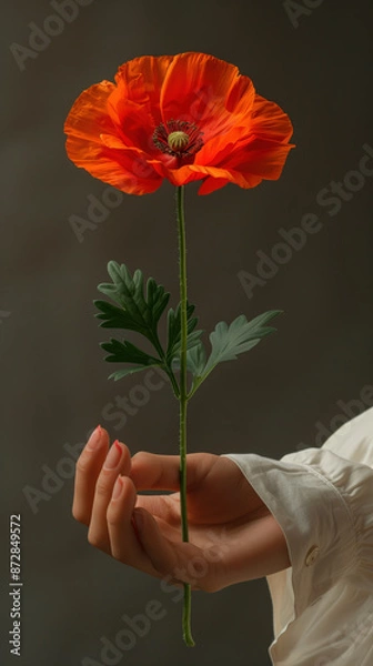 Fototapeta Flower stigmata, a red poppy emerging from the palm of a hand but really stuck between the fingers, floral magic