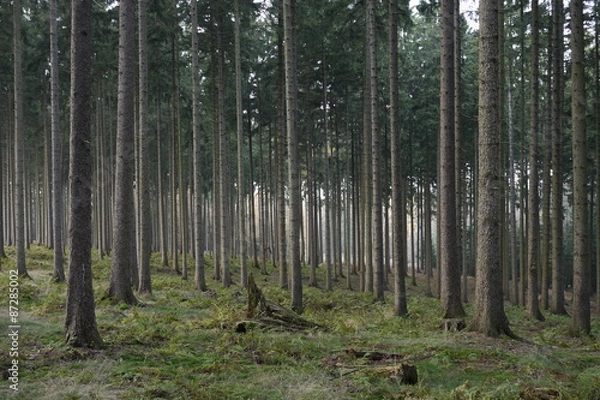Obraz Düsterer Wald