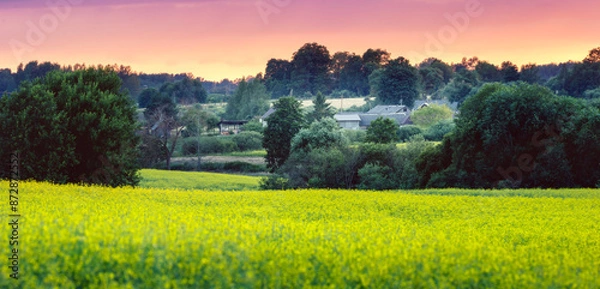 Obraz sunset over the field