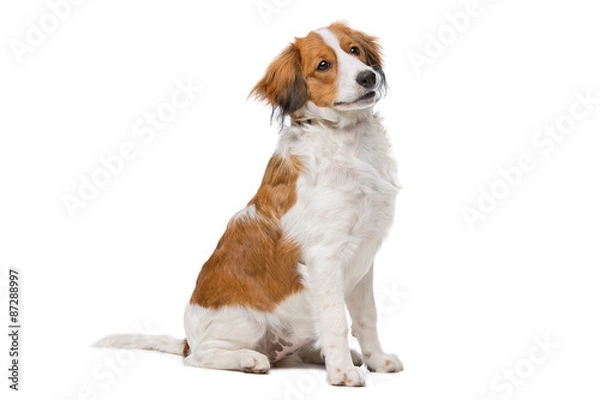 Obraz Brown and white Kooiker dog