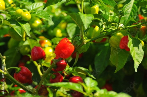 Fototapeta 色とりどりのハバネロ畑です。