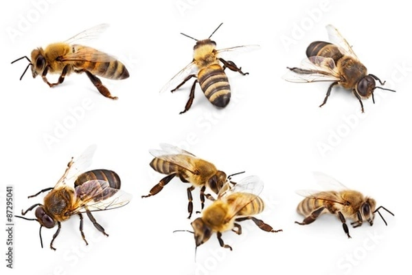 Obraz Bee, Honey Bee, Insect.