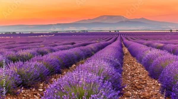Fototapeta Blooming lavender fields under a golden sunset, spring landscape, tranquil