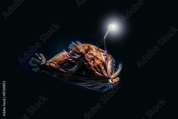 Obraz Płaszczka głębinowa