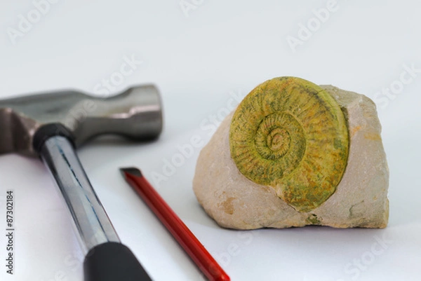 Obraz 化石と発掘道具
