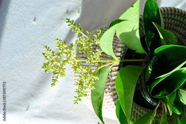 Obraz white hat and flowerson a white background 