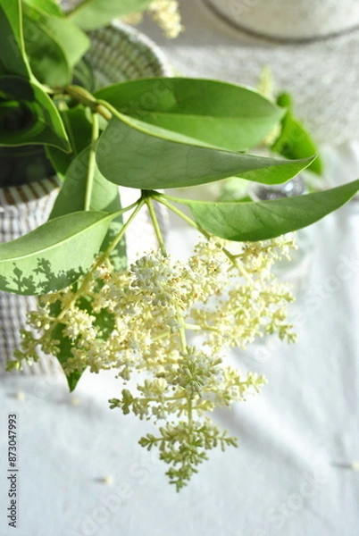 Obraz white hat and flowerson a white background 
