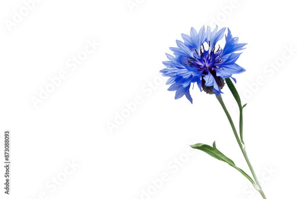 Obraz A single blue flower with a stem