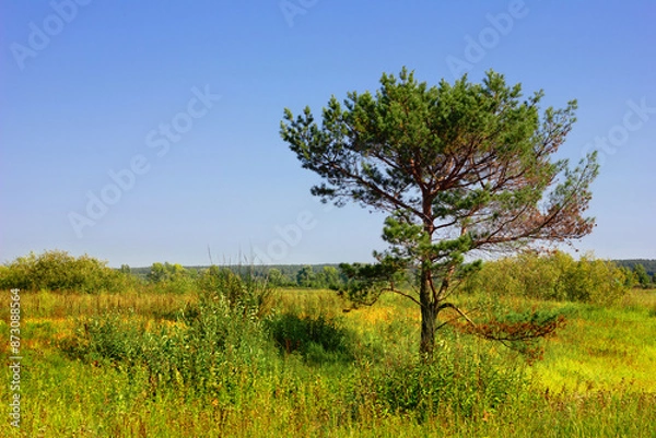 Fototapeta Сedar tree in the green field
