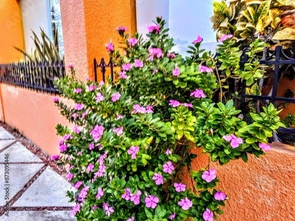 Obraz Flowers on Pathway 