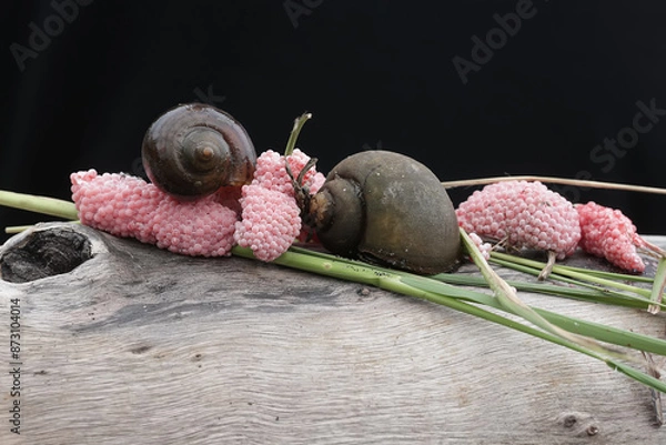 Fototapeta Two apple-snails are laying their eggs on a rotting log in a rice field embankment. This mollusk has the scientific name Pila ampullacea.