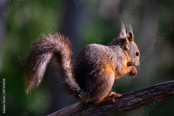 Obraz Squirrel