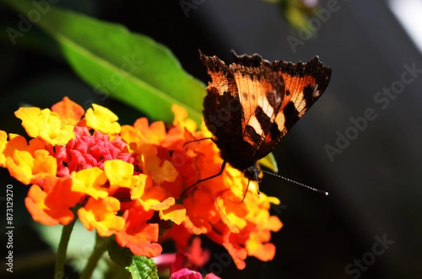 Obraz Butterfly on flower