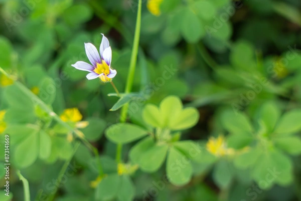 Fototapeta 野原に咲く小さなニワゼキショウ　