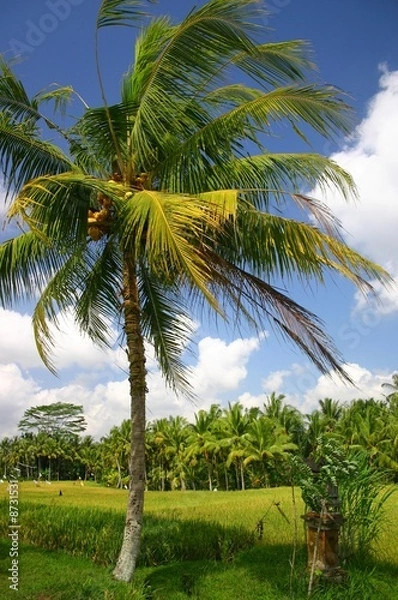 Fototapeta Cocotier