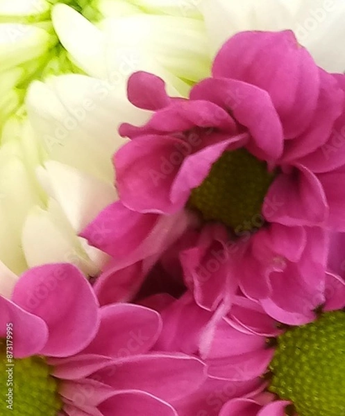 Obraz pink chrysanthemum flowers