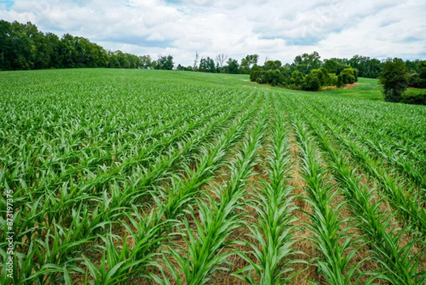 Fototapeta Aerial View of Rows of young corn shoots in July on a cornfield midwest Kentucky