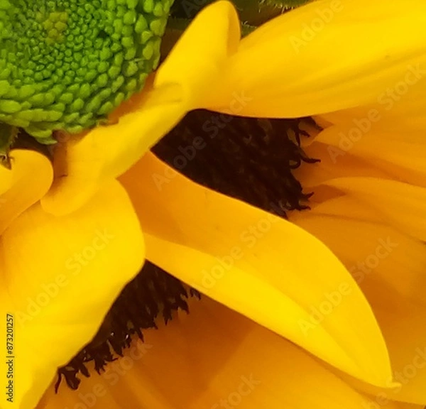 Obraz yellow tulip close up