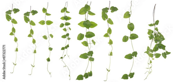 Obraz Zebrane Merremia hederacea na białym tle