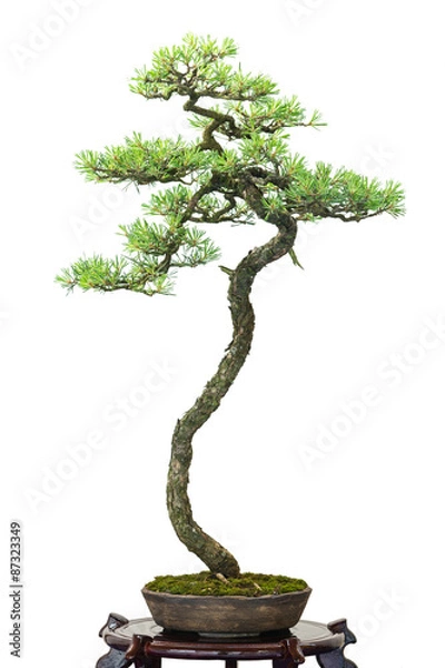Obraz Nadel Tree Pine jako drzewo bonsai