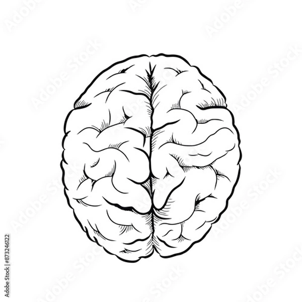 Fototapeta Brain hand drawn vector illustration