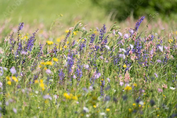 Obraz Wildblumenwiese