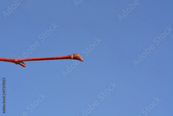 Fototapeta Caucasian lime branch with bud