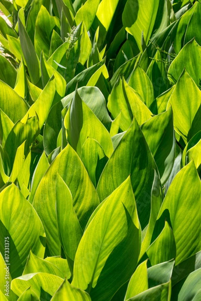 Obraz Große, grüne Blätter