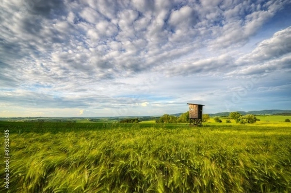 Fototapeta Spring field scenery