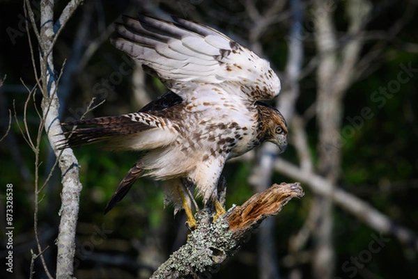 Obraz Red Tailed Hawk Taking Flight