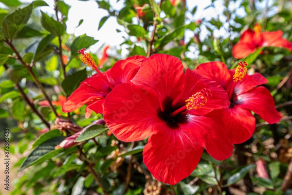Fototapeta Red hibiscus with 5-leaf Hibiscus is characterized by a five-leafed plant with a long pollen tube. Hibiscus rosa sinensis named Malaysia's national flower