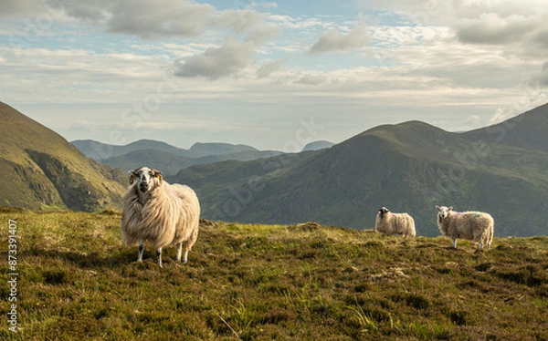 Obraz sheep in the mountains
