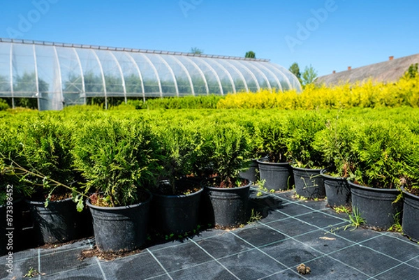 Obraz Tree nursery and decorative tree shop in summer. Gardening shop