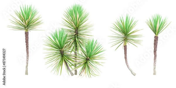 Fototapeta 3d rendering of Aloe yucca trees on transparent background