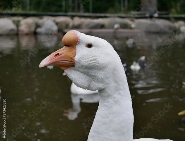 Fototapeta Portrait of an adult white goose on a cloudy autumn day. A large waterfowl against the background of a forest and a country pond.