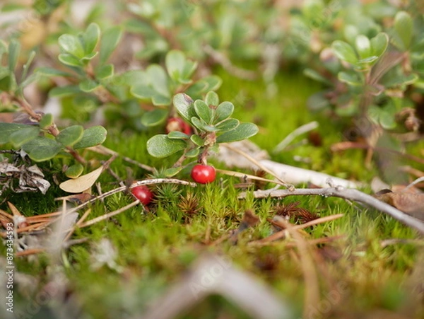 Fototapeta Ripe large lingonberry on the branches of a bush on a cloudy autumn day. Healthy vegetarian food with a high content of vitamins and trace elements.