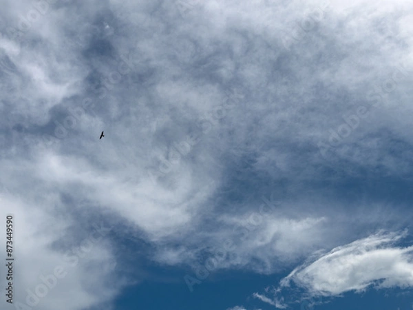 Fototapeta storm clouds and bird in flight