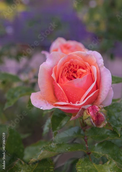 Fototapeta The hybrid tea rose Chippendale with blooms of delicate apricot color and a strong, sweet-tart scent