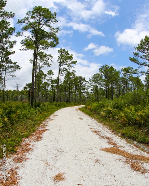 Obraz Trail in the Guana Tolomato Matanzas National Estuarine Research Reserve