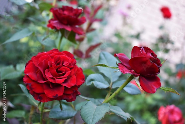 Obraz red roses in garden