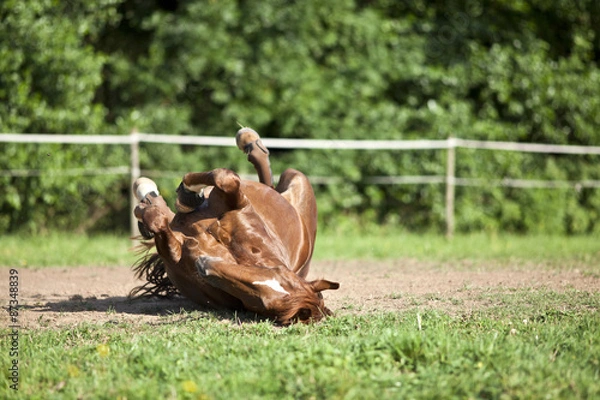 Fototapeta Horse lay on back and having fun to roll in sand
