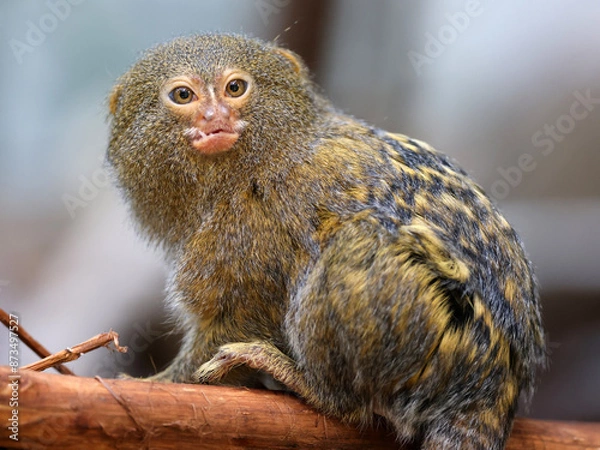 Fototapeta The western pygmy marmoset (Cebuella pygmaea)
