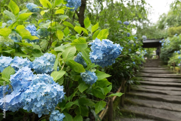 Fototapeta 鎌倉　明月院