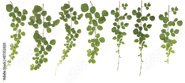 Obraz Zebrane Rubus parvifolius L. na białym tle