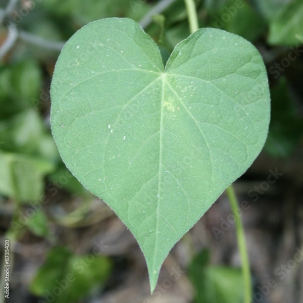 Obraz feuille en coeur ipomée