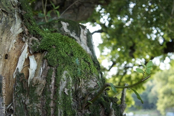 Obraz green moss on tree