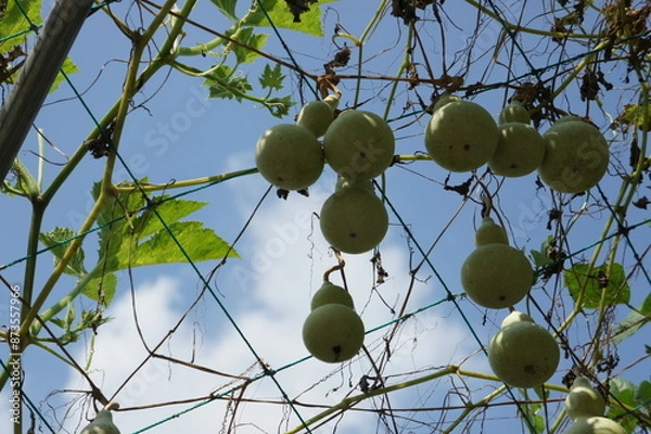 Fototapeta green gourd.