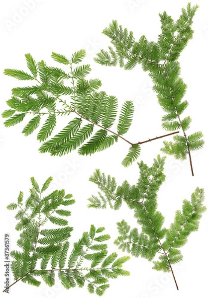 Obraz Collected Dawn Redwood twig leaves of macro isolated on white ba