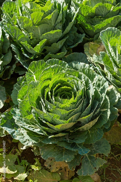 Obraz Rose Cabbage