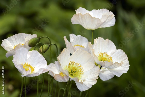 Fototapeta Białe maki